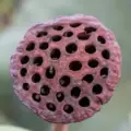 Tripofobi (Delik Fobisi) Nedir?