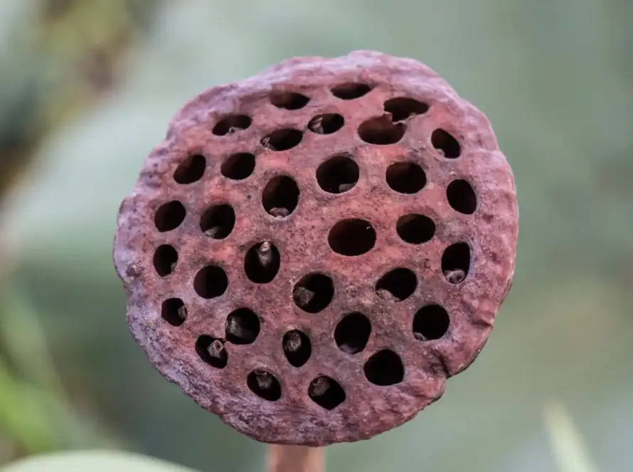 Tripofobi (Delik Fobisi) Nedir?