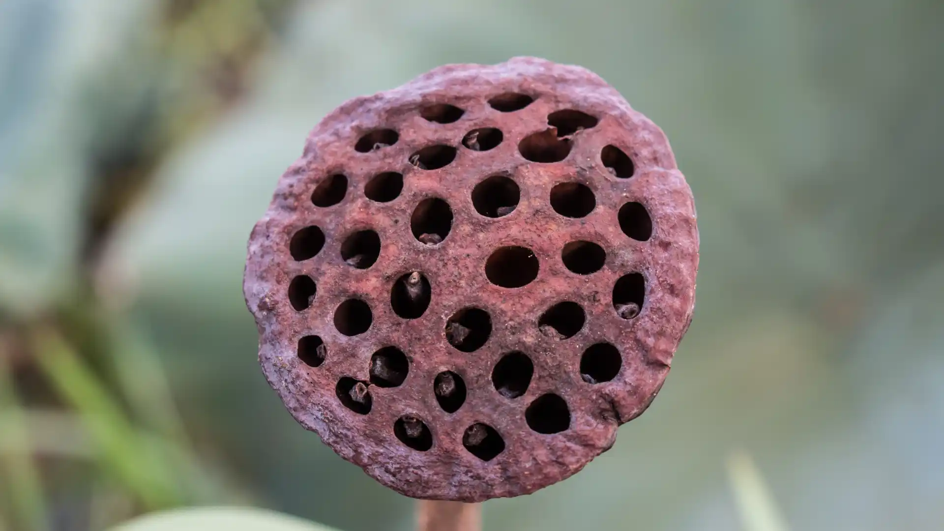 Tripofobi (Delik Fobisi) Nedir?